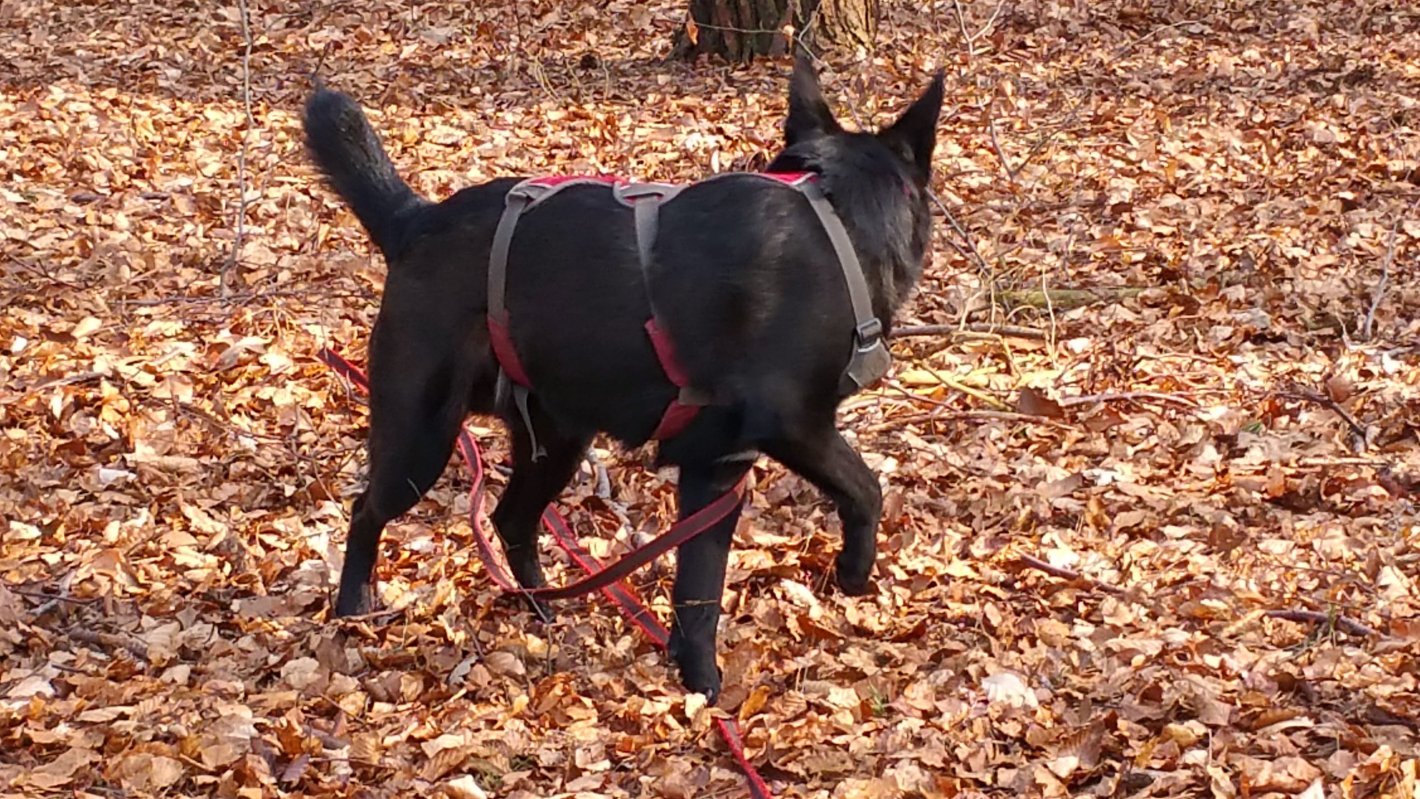 Sahib (Australian Kelpie, Belgischer Schäferhund, Deutscher Schäferhund) Australian Kelpie Belgischer Schäferhund Deutscher Schäferhund 